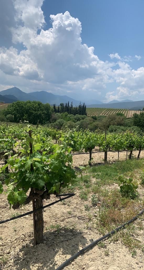 Close-up of Nemean vineyards